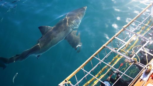 Oahu Shark Cage Diving: An All-Levels, Safe, Exciting Adventure